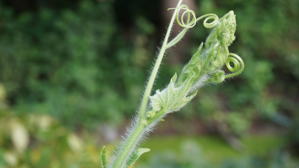 ぼやけた背景を持つ植物の接写