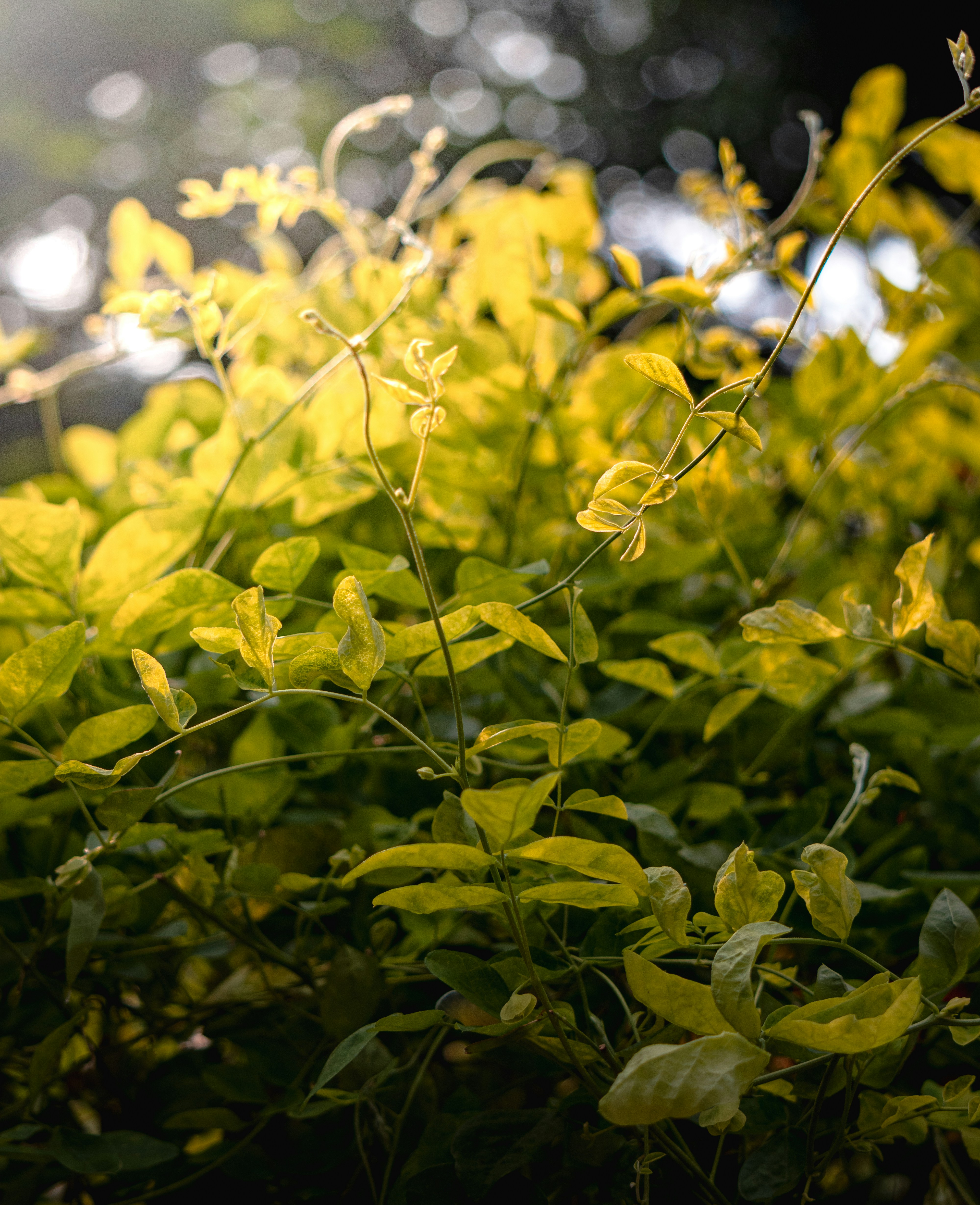 a close up of a bush with green leaves