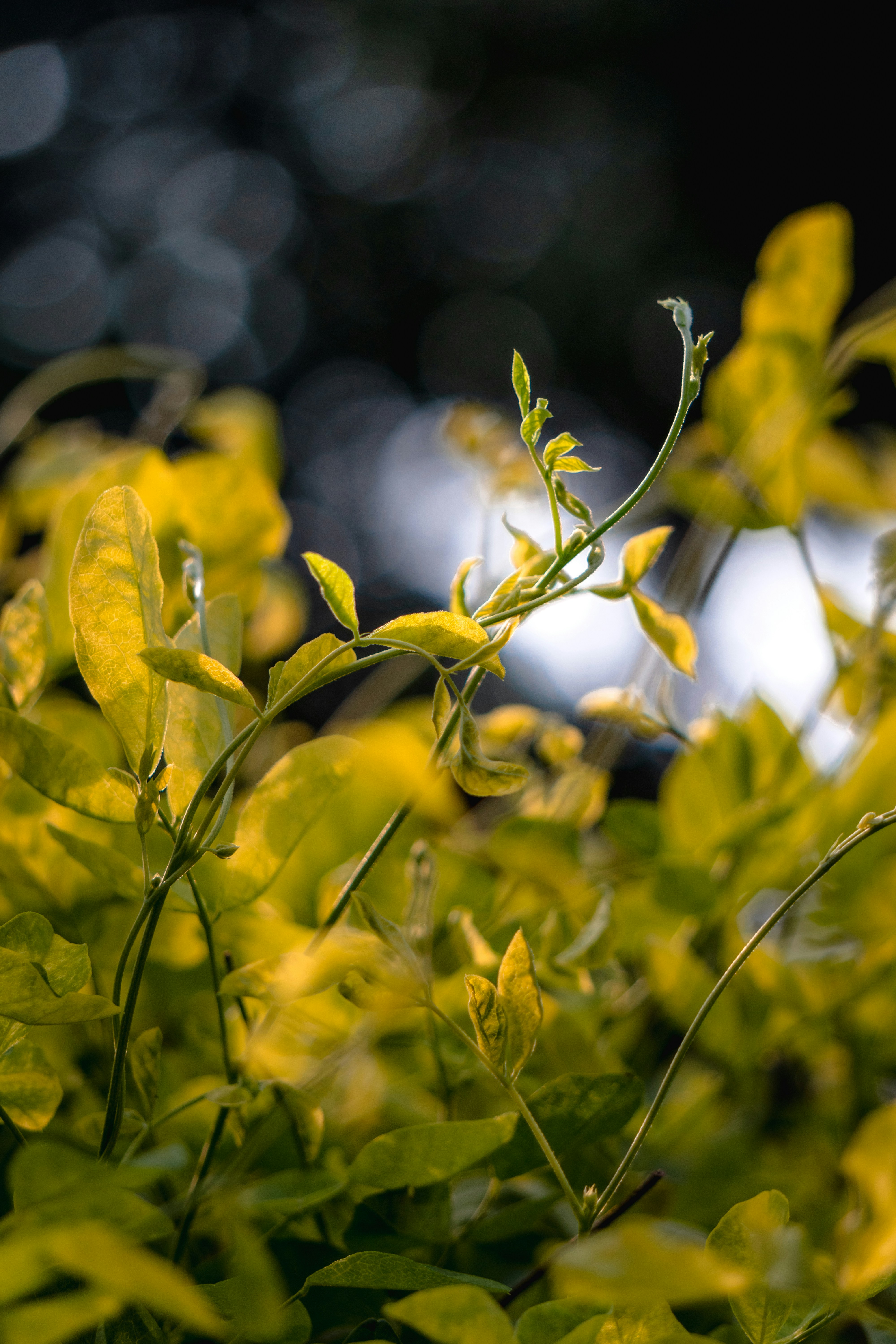 Photo by royphotography