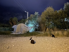 A nighttime setting features a rabbit and a cat sitting on a gravel surface near some overgrown vegetation. In the background, a structure covered with a tarp is illuminated by a blue-green light. The sky is dark, suggesting a peaceful and quiet atmosphere.