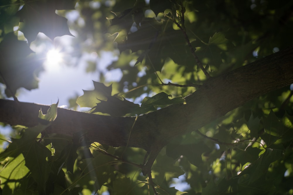 the sun shines through the leaves of a tree