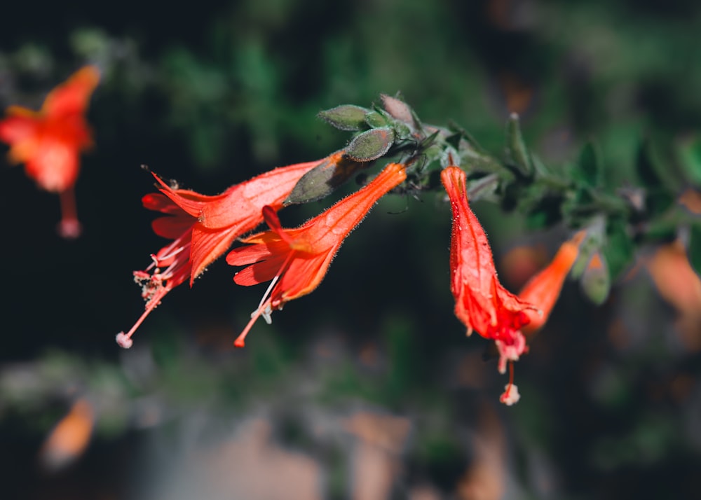 a close up of a red flower on a branch
