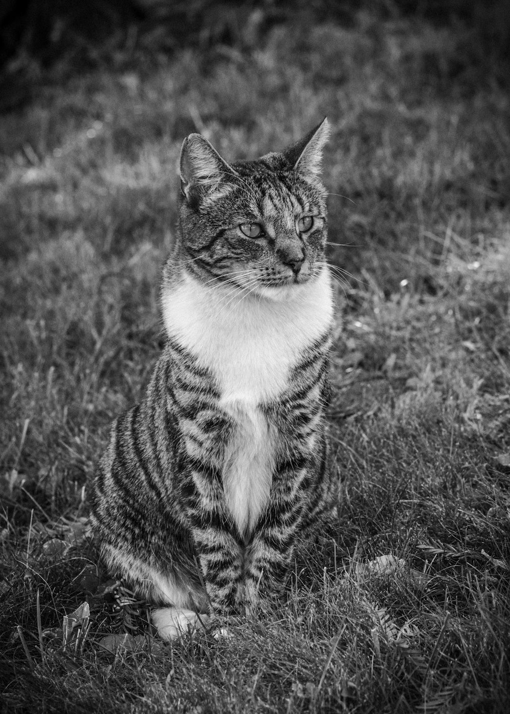 a black and white photo of a cat sitting in the grass