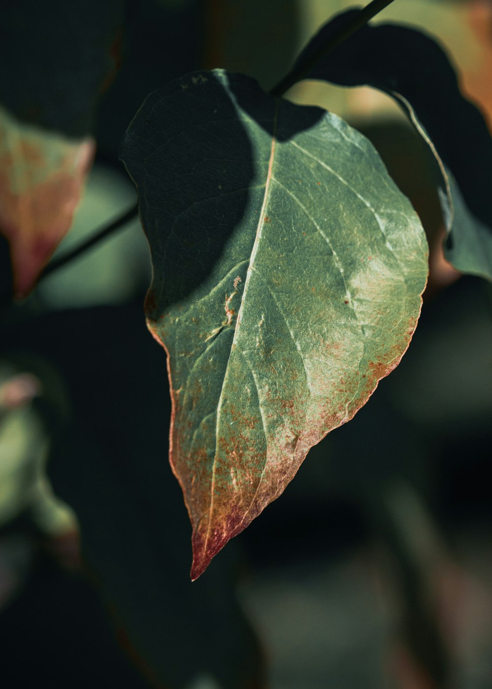 a close up of a leaf on a tree