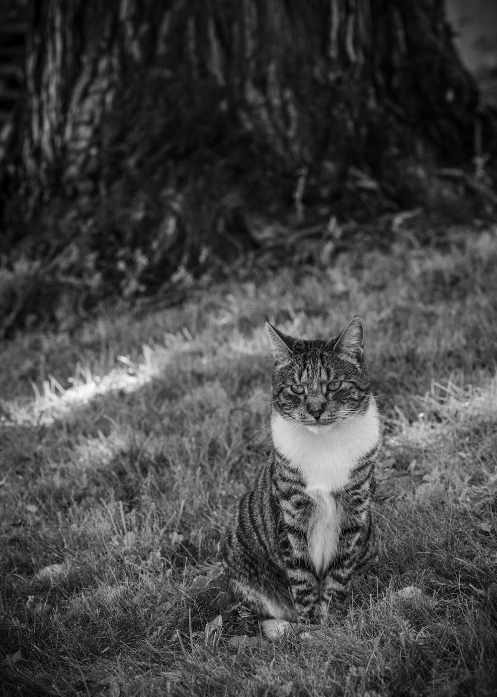 a black and white photo of a cat sitting in the grass