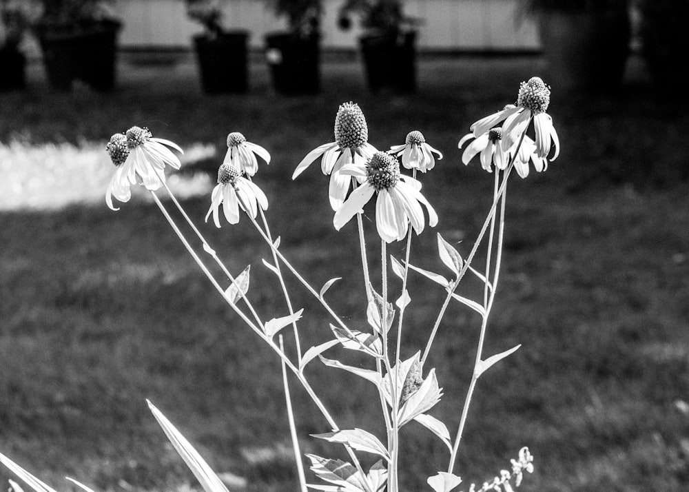 uma foto em preto e branco de algumas flores