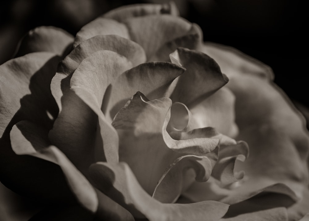 a black and white photo of a rose