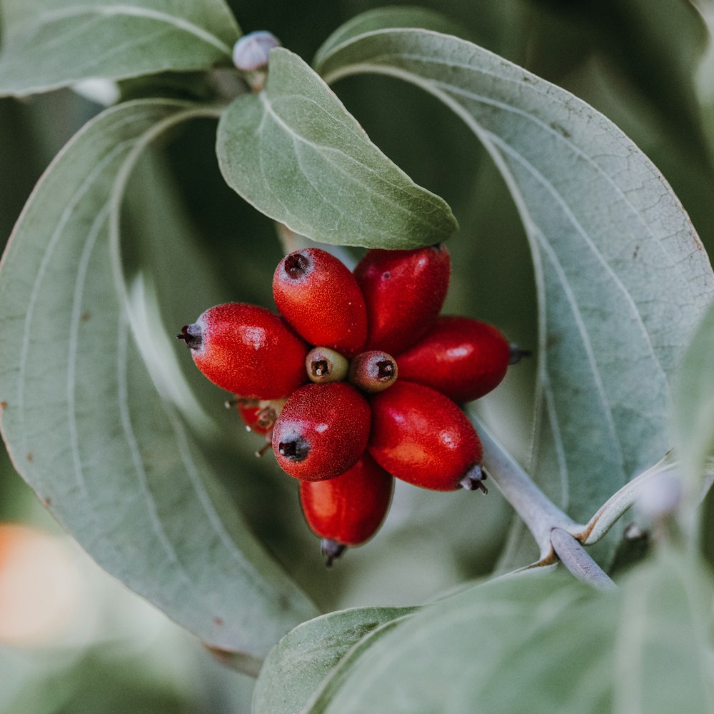 a bunch of red berries on a tree branch