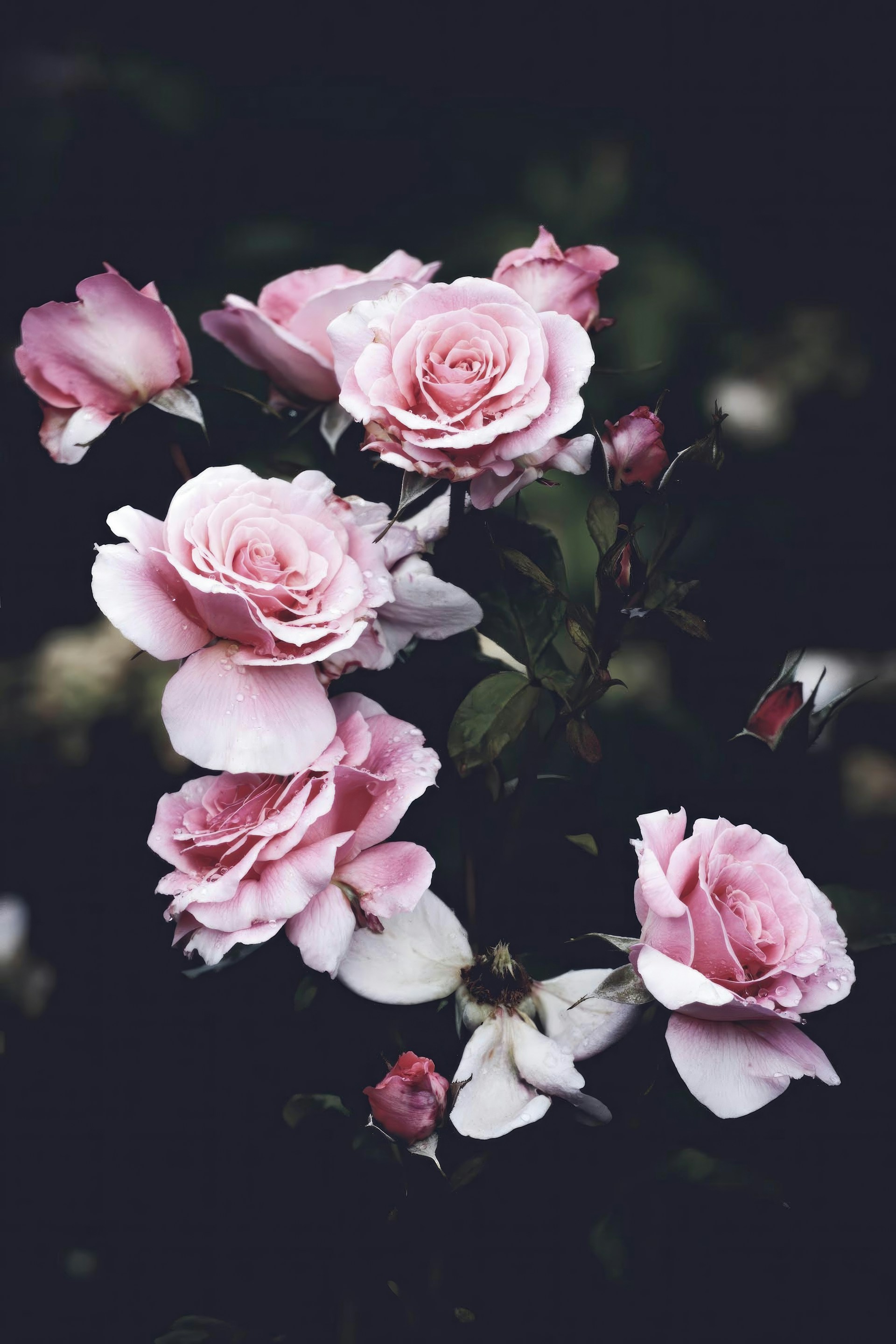 a bunch of pink roses on a black background