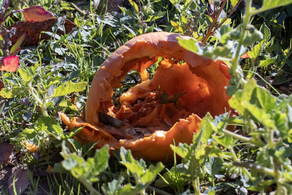 a rotten orange in the middle of a patch of grass