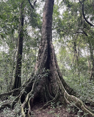 a large tree in the middle of a forest