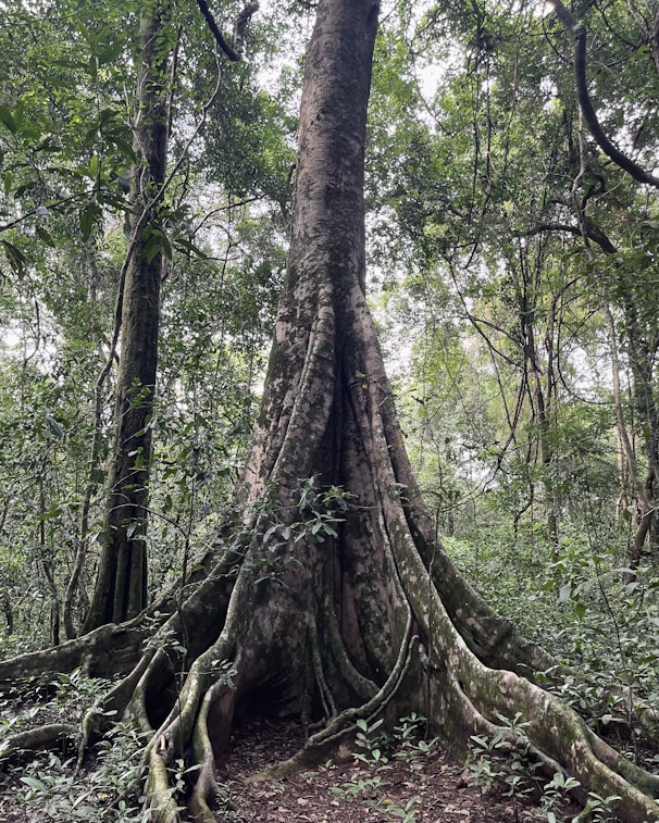 a large tree in the middle of a forest