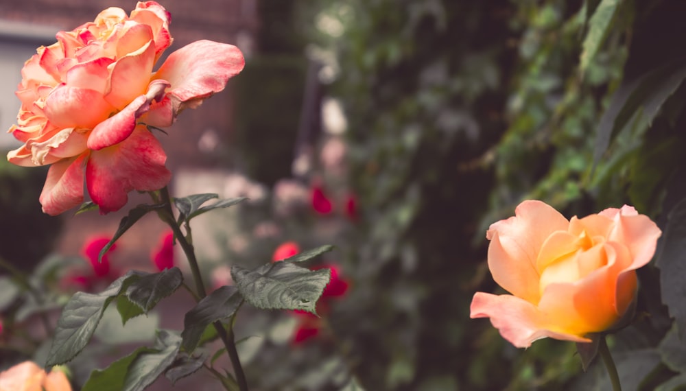 a close up of a pink and orange flower