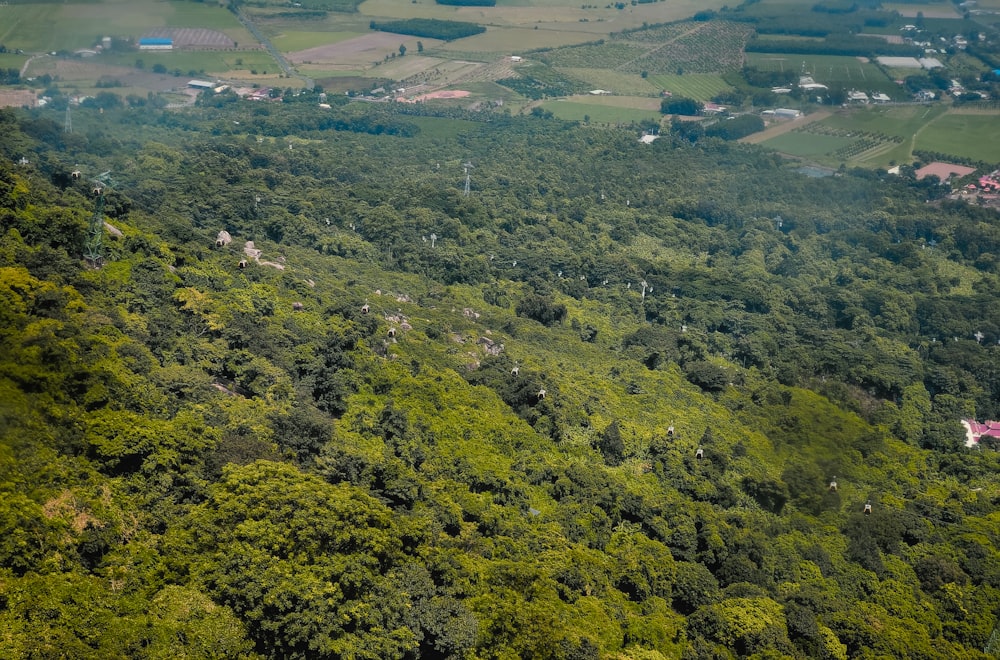 uma vista aérea de uma floresta verde exuberante