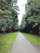A pathway through a forest bordered by tall trees on both sides. The pathway is straight and paved, with vibrant green grass on either side.
