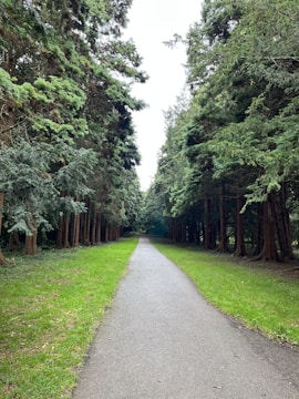 A pathway through a forest bordered by tall trees on both sides. The pathway is straight and paved, with vibrant green grass on either side.