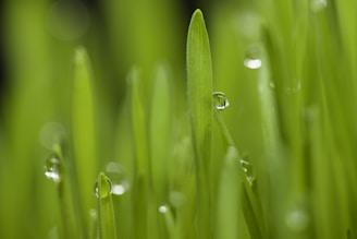 a close up of grass with drops of water on it
