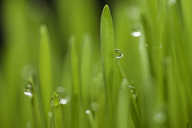 a close up of grass with drops of water on it