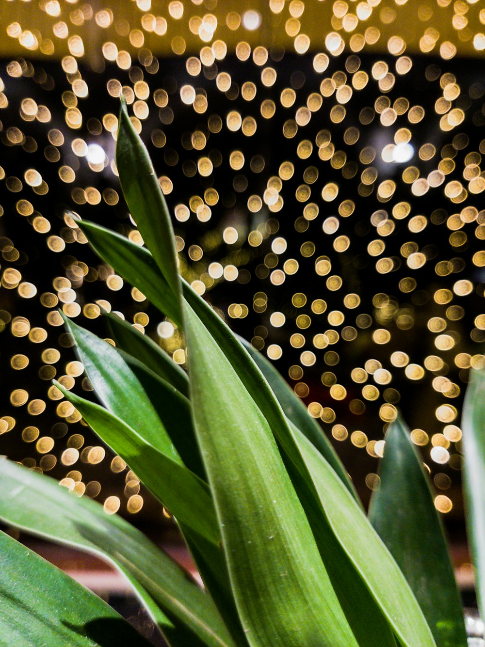 a close up of a plant with lights in the background