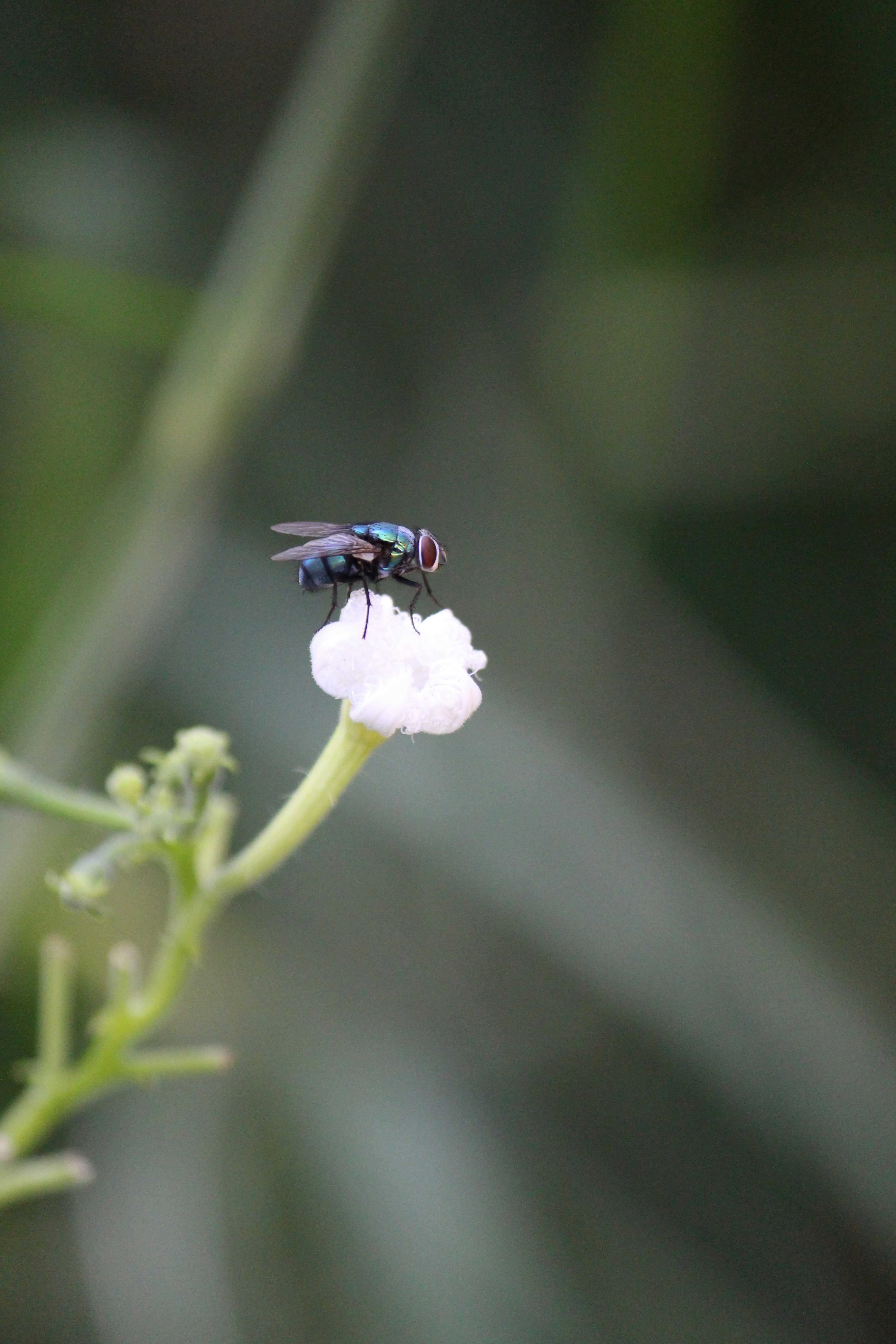 A fly sitting on top of a white flower photo – Free Flower Image on ...
