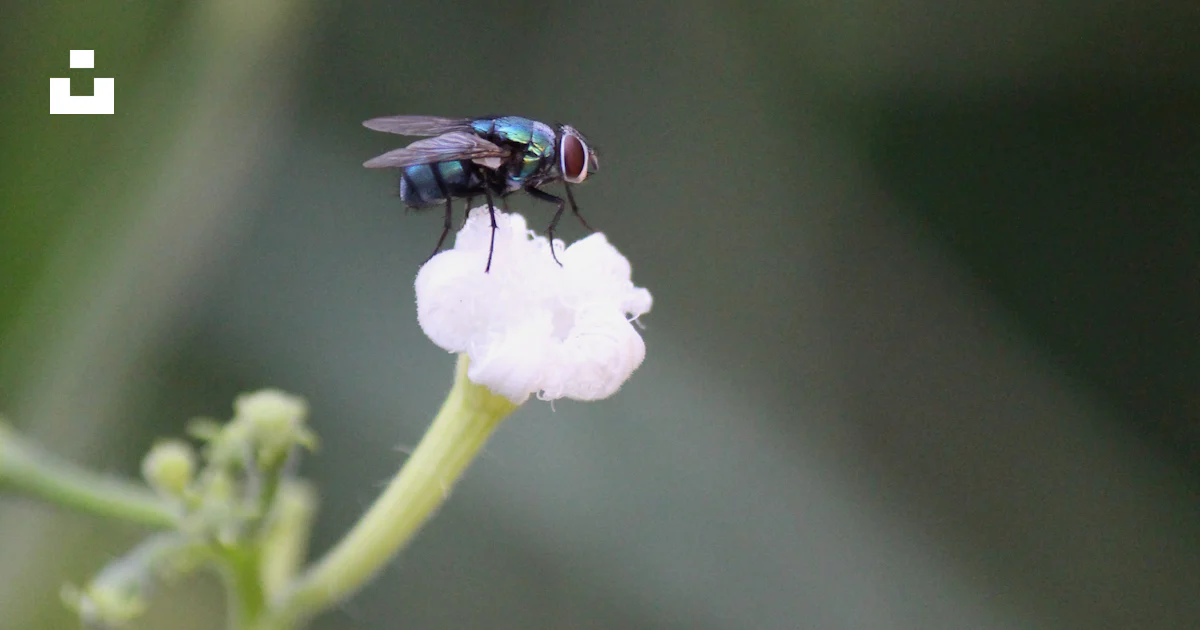 A fly sitting on top of a white flower photo – Free Flower Image on ...