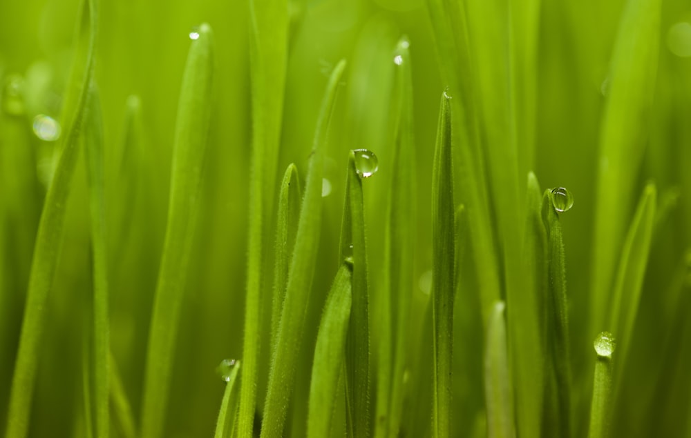 a close up of grass with drops of water on it