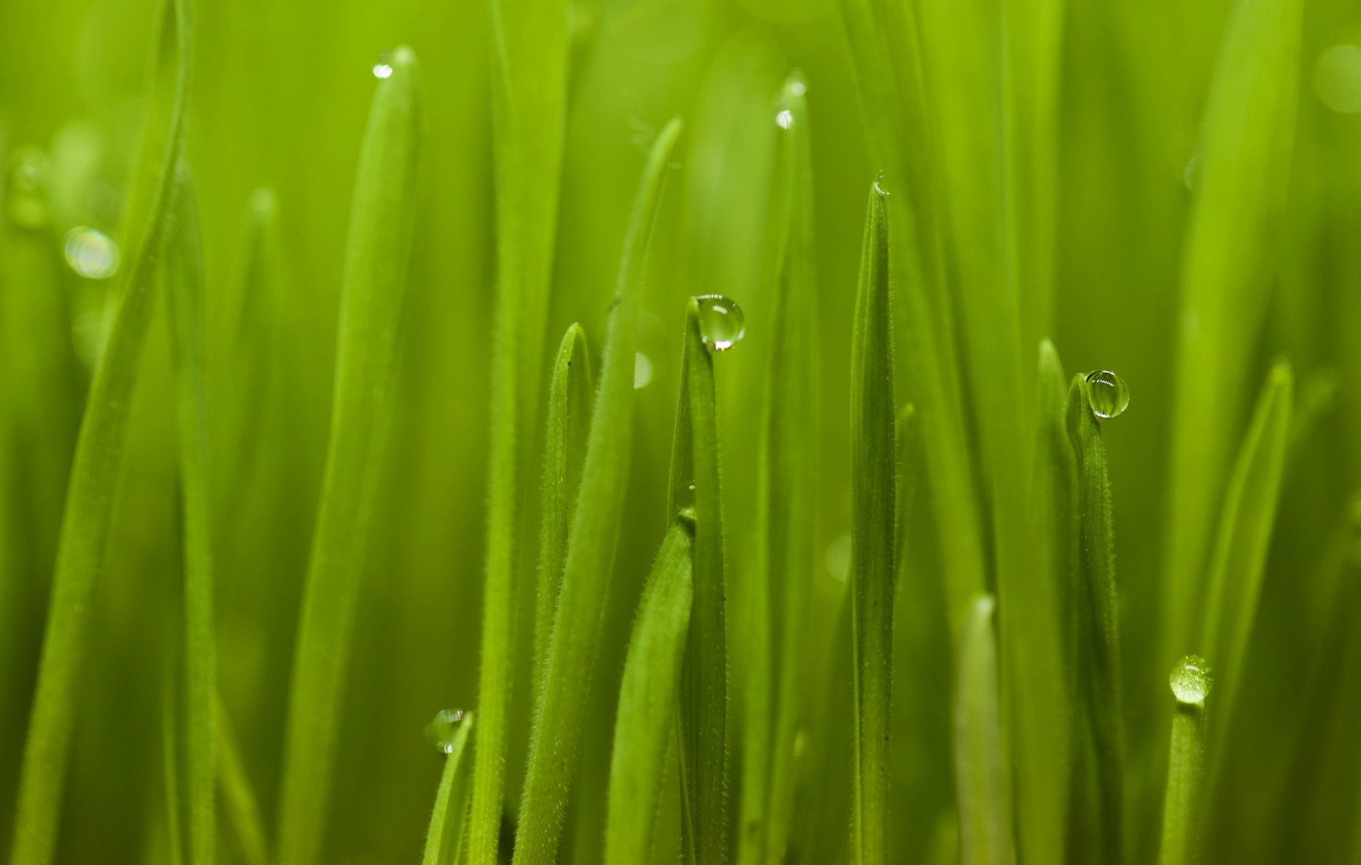 a close up of grass with drops of water on it