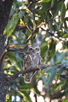 Close-up of a wise owl perched on an ancient tree branch, eyes glowing with quiet knowledge.