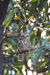 An owl with bright eyes perched on a tree branch amidst lush green leaves. The branches and leaves create a natural frame around the bird, with sunlight filtering through the foliage.