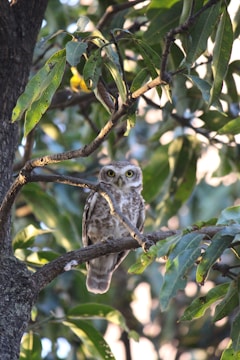An owl with bright eyes perched on a tree branch amidst lush green leaves. The branches and leaves create a natural frame around the bird, with sunlight filtering through the foliage.