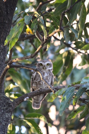 An owl with bright eyes perched on a tree branch amidst lush green leaves. The branches and leaves create a natural frame around the bird, with sunlight filtering through the foliage.