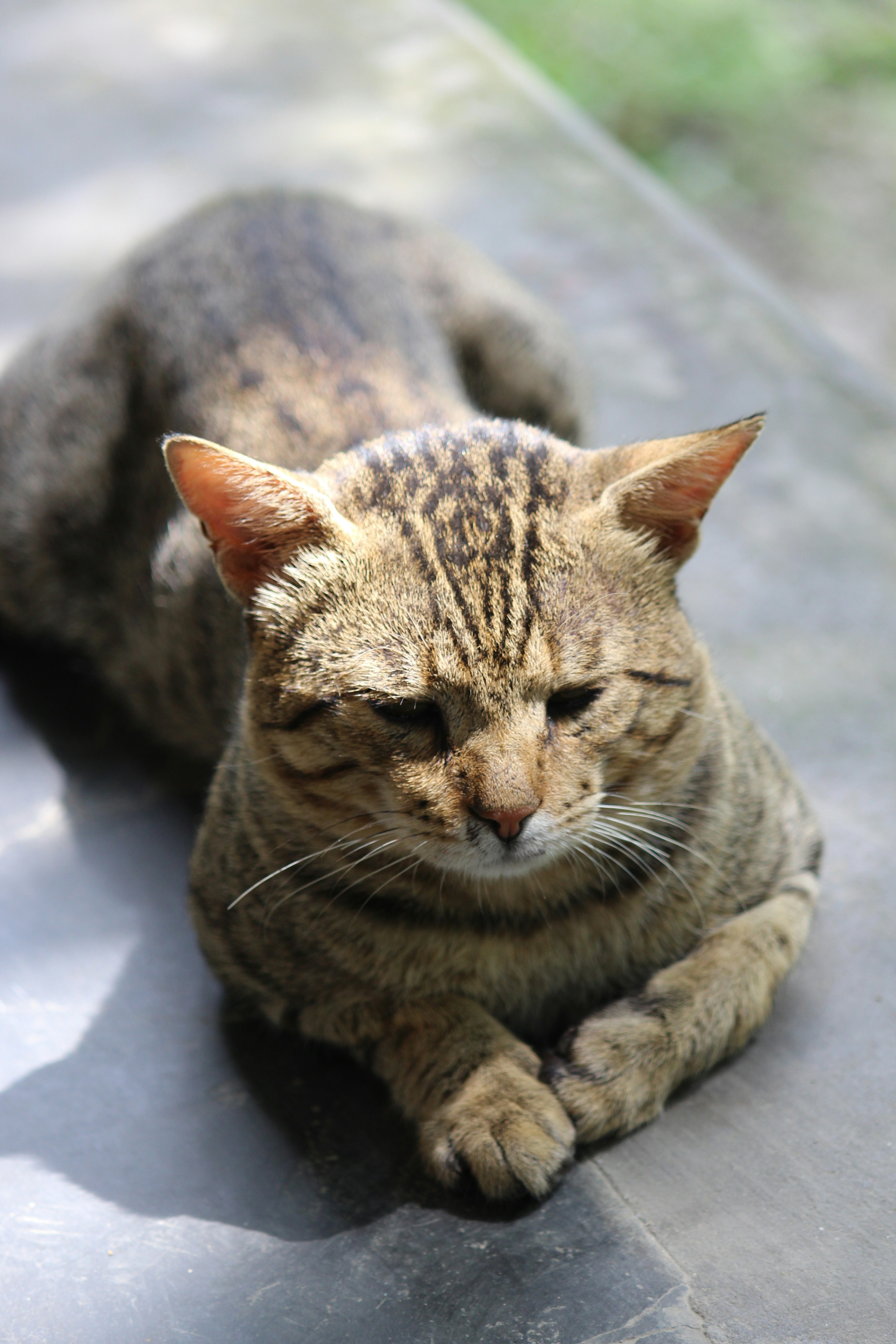 A Palette of Patterns: Regional Variations (image credits: unsplash)