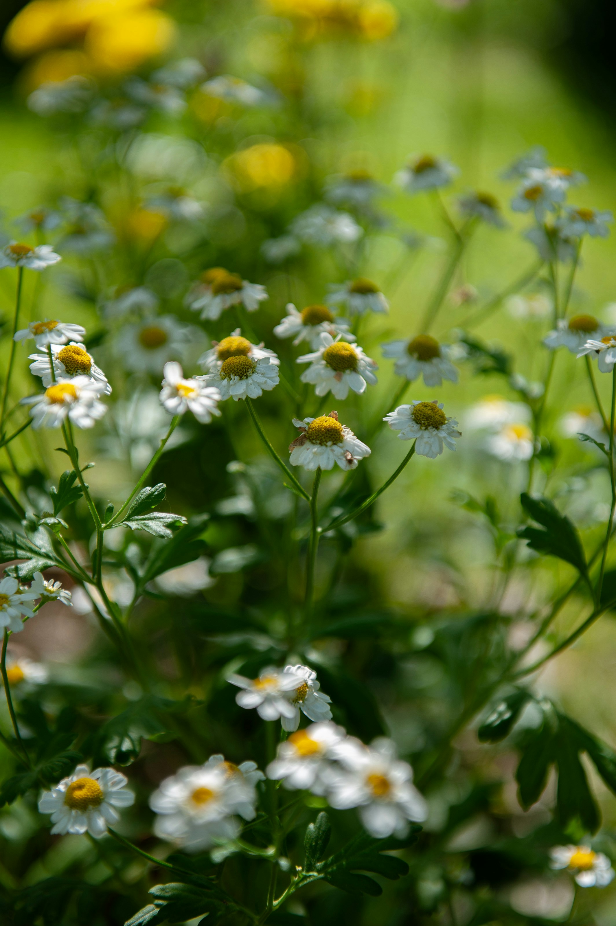 Photo by inna_lobacheva