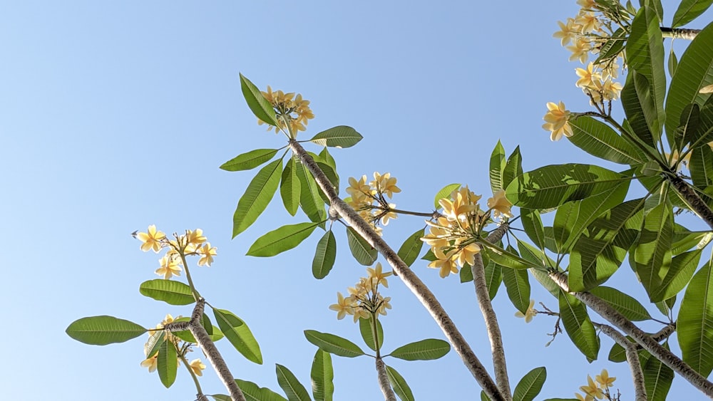 a tree with yellow flowers and green leaves