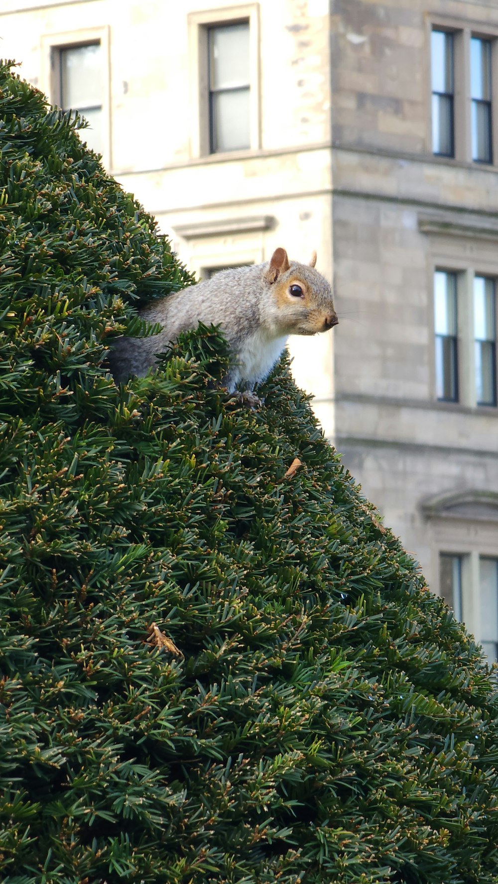 Una ardilla está sentada en la cima de un árbol