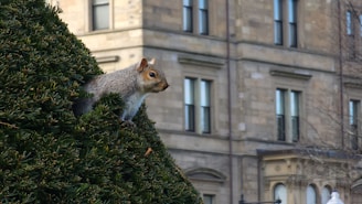 Close-up of a squirrel trap set near a residential building surrounded by cityscape.
