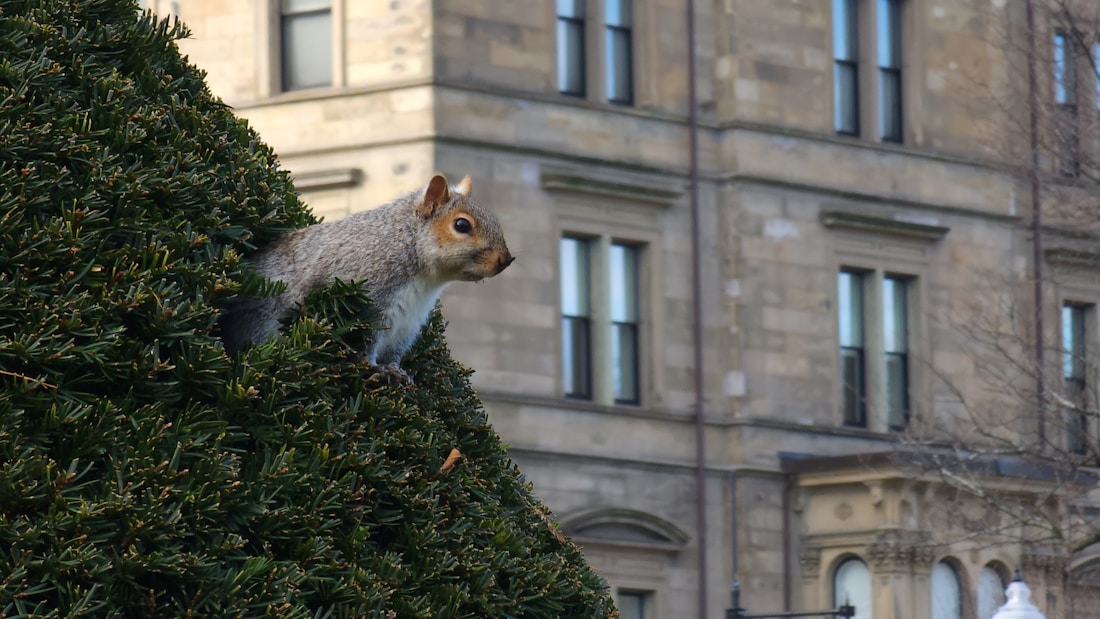 A squirrel is perched on a green, leafy structure, possibly a bush or small tree, in an urban setting. Behind the squirrel, there is a stone building with multiple windows, suggesting a city or town environment.