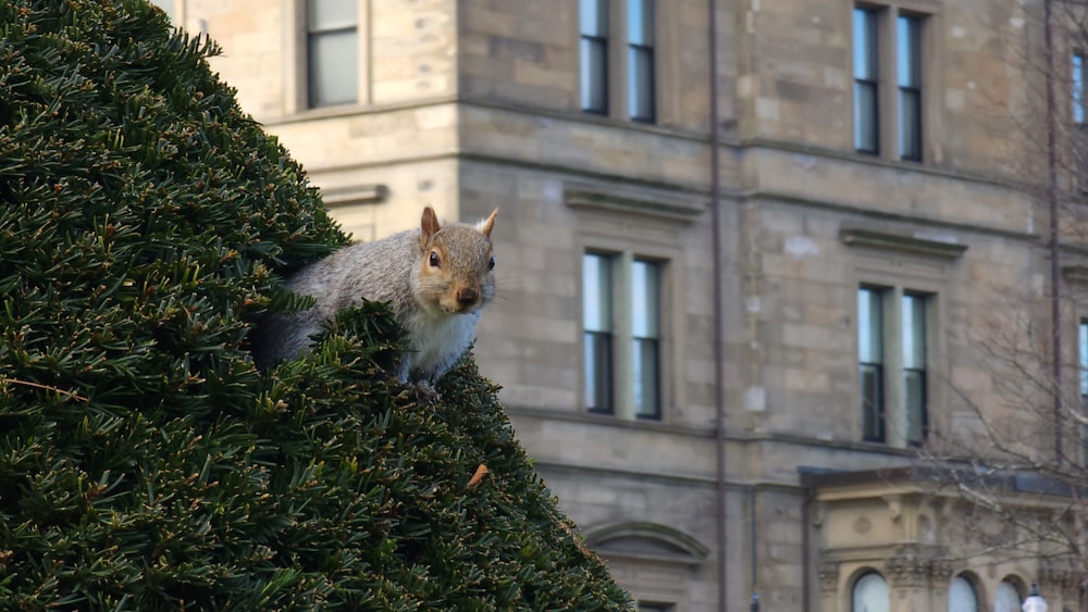 a squirrel sitting on top of a tree in front of a building