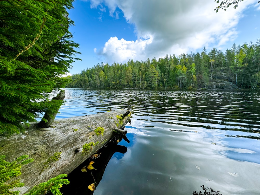 a log sticking out of the water next to a forest