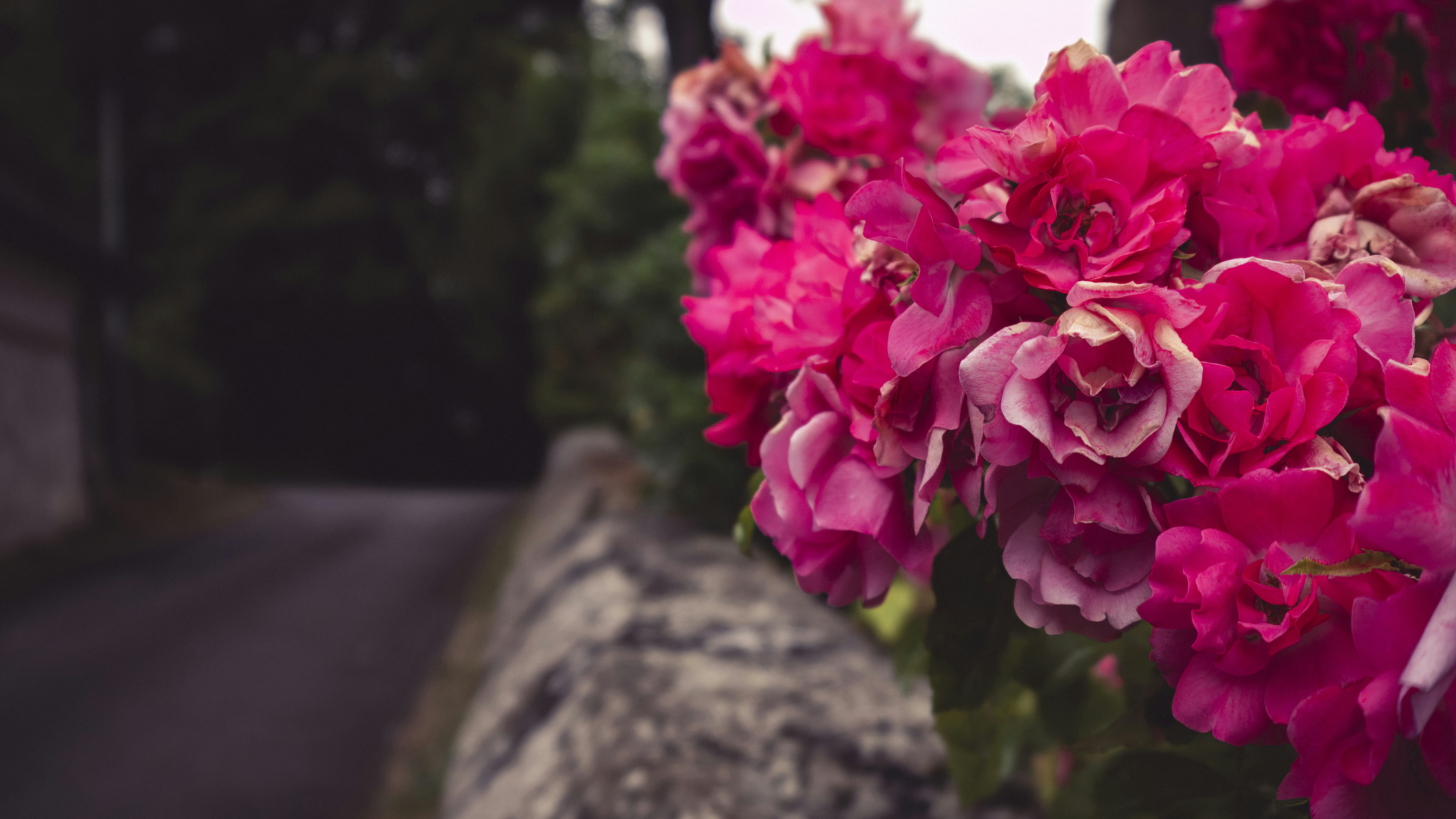 石垣の上に座っているピンクの花の束