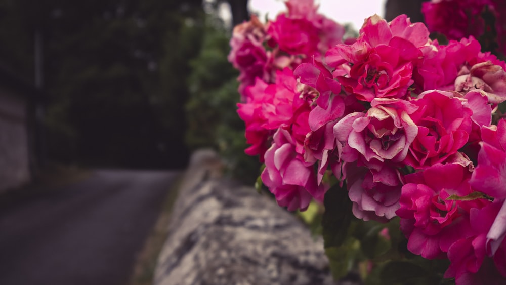 a bunch of pink flowers sitting on top of a stone wall