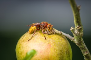 a close up of a fruit on a tree branch