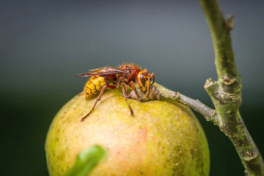 a close up of a fruit on a tree branch