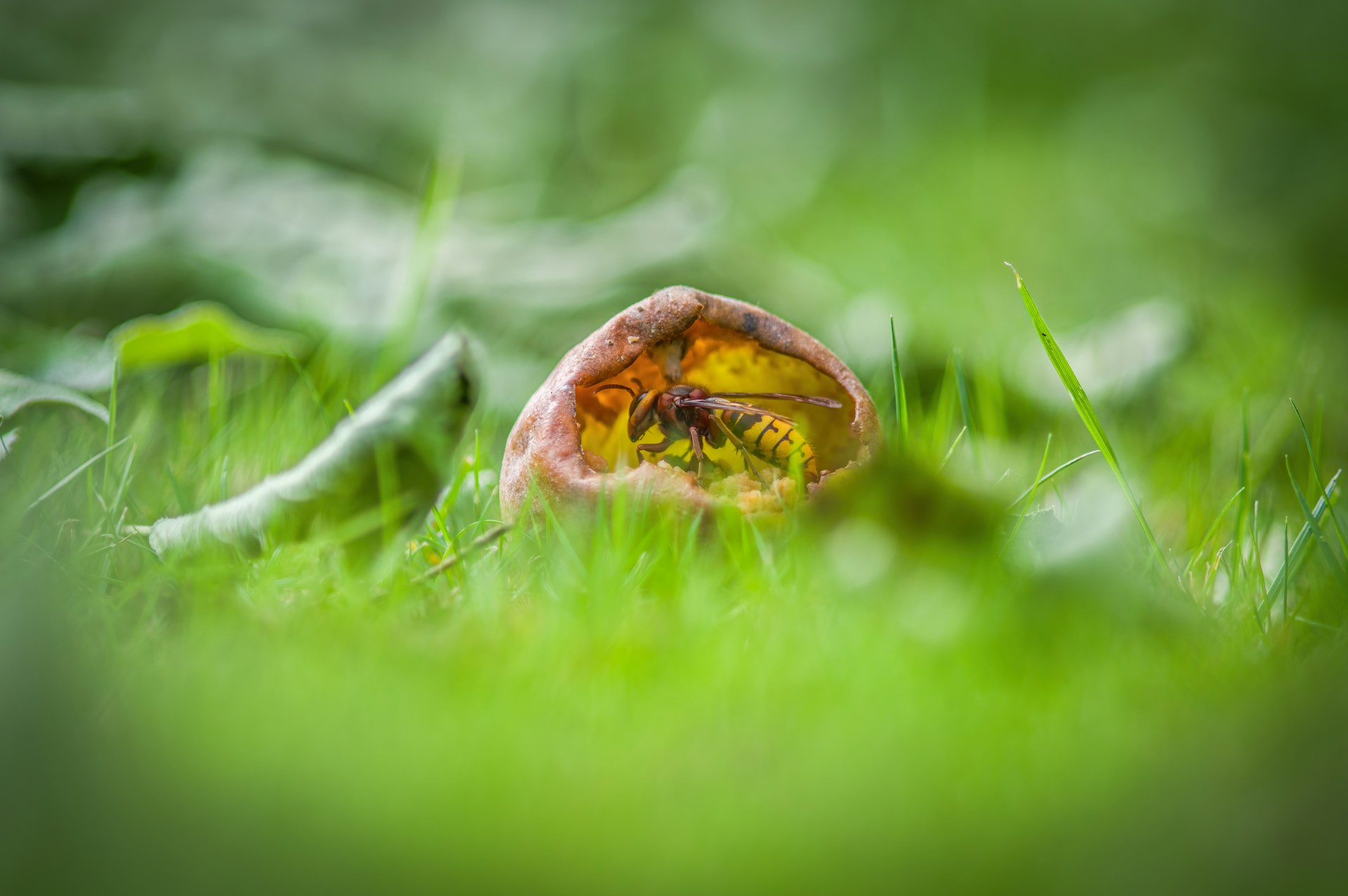 a bee sitting on top of a piece of fruit in the grass
