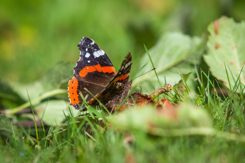 a red and black butterfly sitting on top of a lush green field