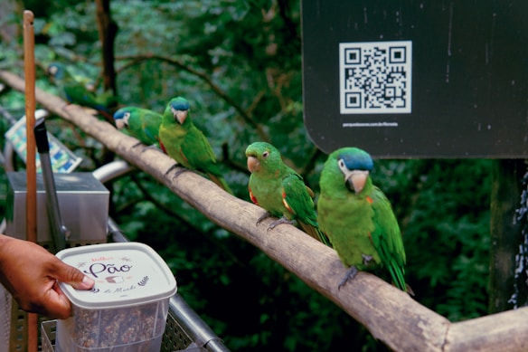 A group of green parrots perched on a wooden railing in a lush, green environment. A hand is holding a plastic container nearby, suggesting they are being fed. There is a QR code on a sign in the background.