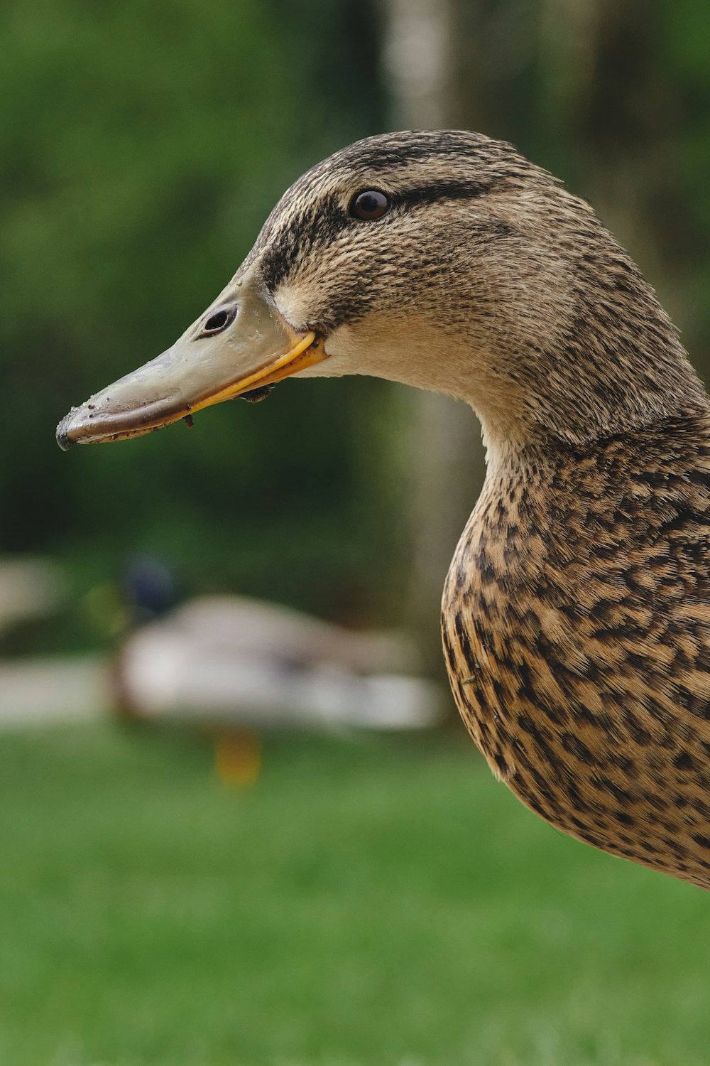 a close up of a duck on a grass field