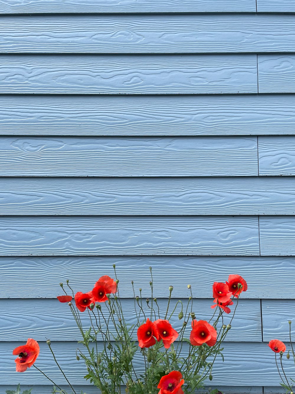 a bunch of red flowers sitting in a pot