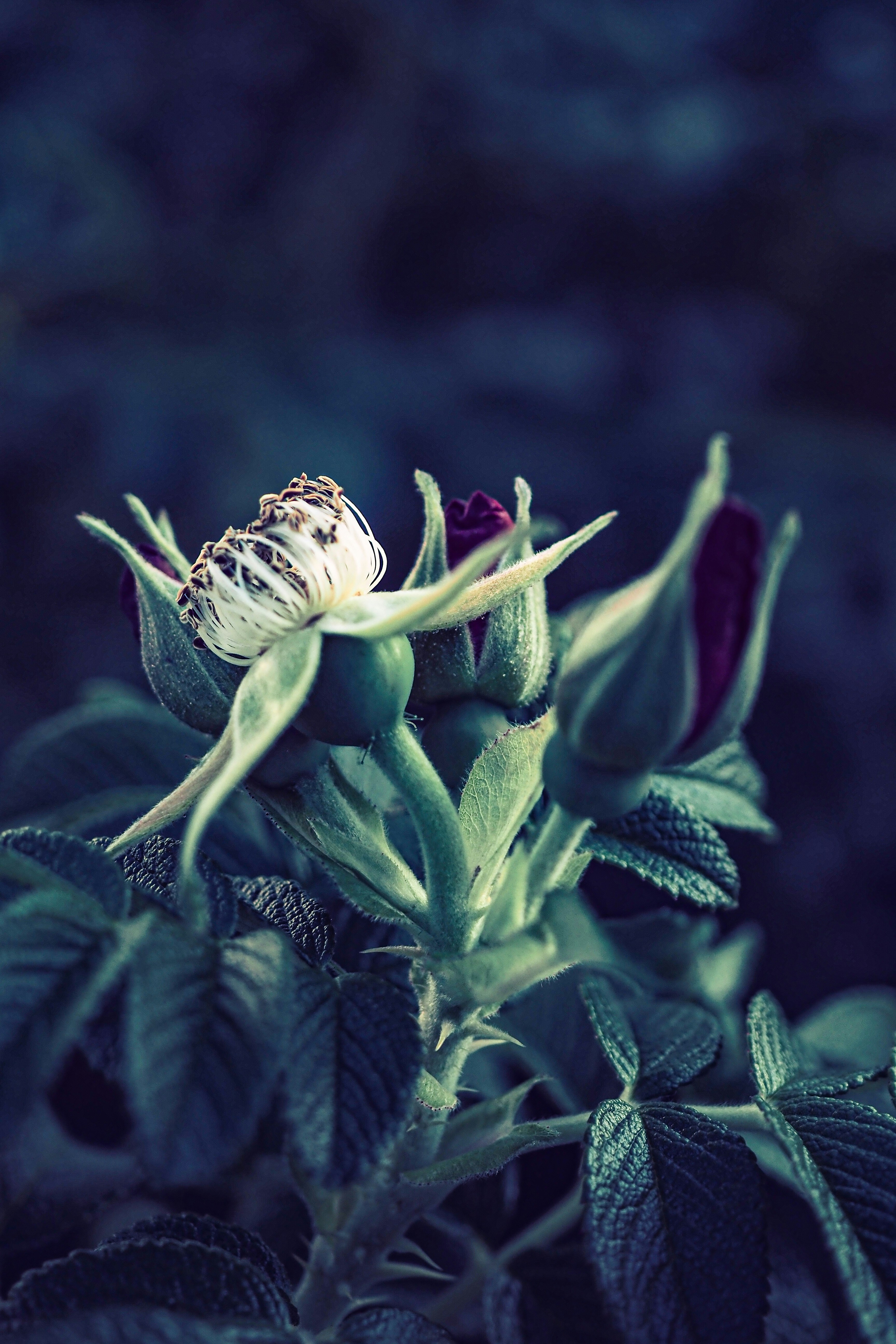 a close up of a flower on a plant