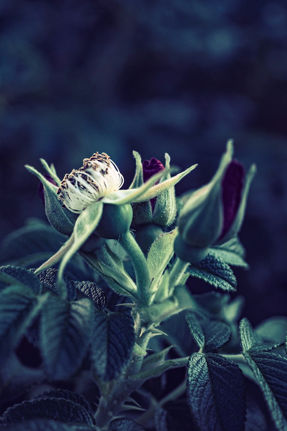 a close up of a flower on a plant